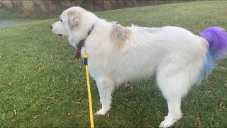 Great Pyrenees barking [upl. by Dimitry]