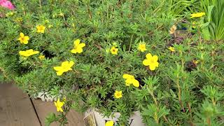 Potentilla Happy Face® Yellow Bush Cinquefoil  BRIGHT Easy to Grow Hardy Native Shrub [upl. by Haeluj639]