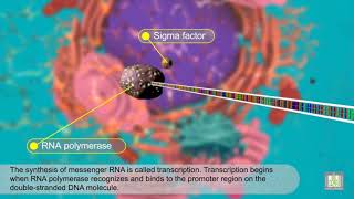 mRNA  Protein Synthesis  animated [upl. by Halivah]