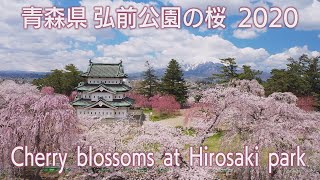 【世界に誇る弘前公園の桜2020】Amazing cherry blossoms view at Hirosaki parkAomori Japan [upl. by Guria]