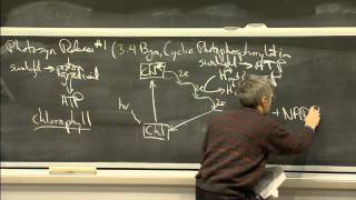 Photosynthesis  MIT 701SC Fundamentals of Biology [upl. by Valer]