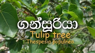 Gansuriya  Gansooriya  Tulip tree  Portia  Thespesia populnea  Ayurvedic plants [upl. by Teddy]