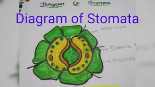 Diagram of Stomata CBSE NCERT Class 10 Biology [upl. by Helprin700]