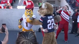 Arizona Arizona State mascots get into fight  Sparky beats Wilbur [upl. by Aholah]