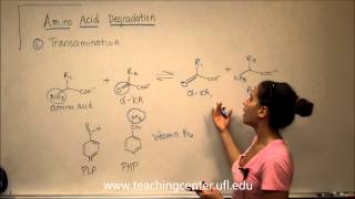 Amino Acid Degradation  Transamination [upl. by Engedus]