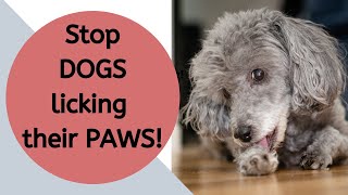 How to stop my dog licking their paws [upl. by Steve677]