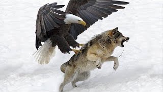 15 Most Deadly Eagle Attacks in the World [upl. by Gord]