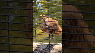 hamerkop birds animals zoo upclose youtubeshorts [upl. by Bobine]