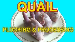 PLUCKING amp PROCESSING QUAIL  Testing the Plucker Ukraine Drill Mounted Plucker [upl. by Cupo]