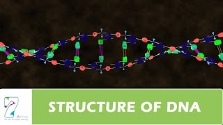 STRUCTURE OF DNA PART 2 [upl. by Eillor]