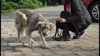 Homeless Dog Runs Toward Us Trying To Ask For Help  Howl Of A Dog [upl. by Rem]