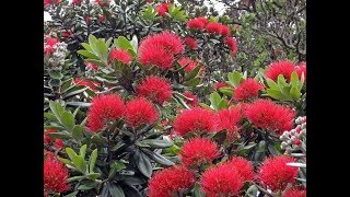 Amazing and Most Beautiful Metrosideros Tree Flowers  New Zealand Christmas Tree [upl. by Shulins]