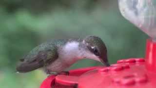 The Rubythroated Hummingbird [upl. by Morville]