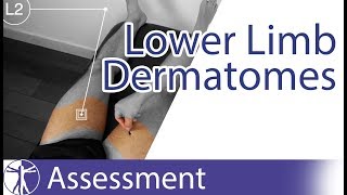 Dermatomes Lower Limb  Peripheral Neurological Examination [upl. by Pas590]