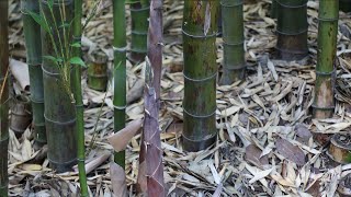 How to Remove Bamboo Roots From Your Garden  With and Without using poison [upl. by Ikey]