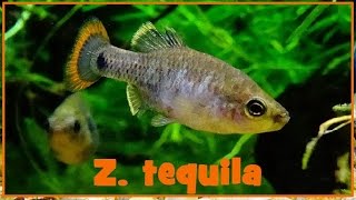 Zoogoneticus tequila  Webb amp Miller 1998  Goodeidae  30122016 [upl. by Aicenert325]