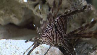 Lionfish Feeding Frenzy [upl. by Ebbie]