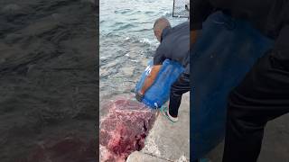 Stingray feeding time shortsfeed fishing fishfeeding fishing [upl. by Kalagher]