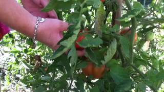 Cueillir des tomates  tomate maison [upl. by Funk]