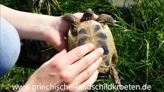 Unterschied zwischen Schildkröten Männchen und Weibchen [upl. by Tnecillim]