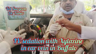 IV sedation with Xylazine in ear vein in Buffalo [upl. by Nuahsak]