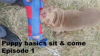 episode 1 following the leash walking sit front obedience puppy training pitbull pup rednose [upl. by Tann]