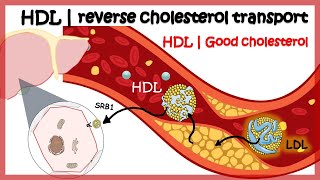 HDL  Reverse cholesterol transport [upl. by Carolin]