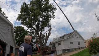 Massive Maple Tree Removal  08232024 [upl. by Nemzaj]