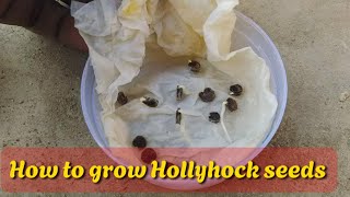 New Method for growing hollyhock  how to grow Hollyhock plant [upl. by Carlstrom25]