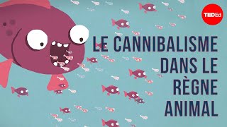 Le cannibalisme dans le règne animal  Bill Schutt [upl. by Brower877]