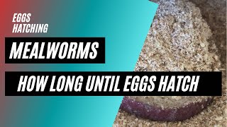 How Long Does It Take Mealworm To Hatch From Eggs [upl. by Haskell]