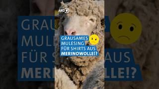 Tierquälerei bei Merinowolle Auch bei Decathlon Löffler amp Fjällräven 😖🐏 Markt WDR shorts [upl. by Garek]