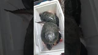 Big ole SNAPPERS outdoors snappingturtles youtube fishing crazy biggboss [upl. by Oelgnaed]