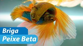 Briga de Peixe Beta SEM IMAGENS FORTES [upl. by Argile196]