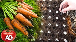 Genius way to sow carrots No more carrot thinning or weeding from seed to harvest [upl. by Gurias]