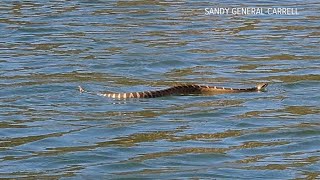 Snake seen slithering across Northern California lake [upl. by Hplar]