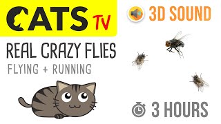 CATS TV  REAL Crazy FLIES 🪰 3 HOURS Game for Cats to Watch [upl. by Susanne180]