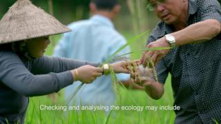 Sustainable Rice Production in Vietnam [upl. by Pinkerton]