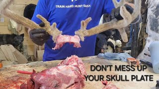 Cut a deer skull plate properly [upl. by Kenweigh]