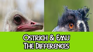 Ostrich amp Emu  The Differences [upl. by Ethyl]