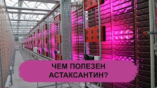 ЧЕМ ПОЛЕЗЕН АСТАКСАНТИН [upl. by Anec]