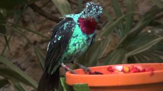 Spangled Cotinga [upl. by Donn852]