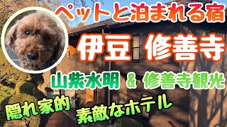 【ペットと泊まれる宿】 トイプードル と ホテルラフォーレ修善寺 山紫水明に泊まってみた！ （伊豆・修善寺エリア 伊豆旅行 ）ラフォーレ修善寺 伊豆観光 山紫水明 [upl. by Hannon]