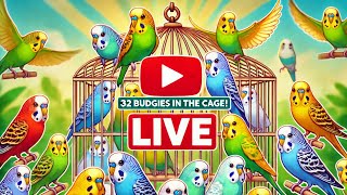 Live 32 Budgies in the Cage – Watch Their Playful Momentsquot [upl. by Nodyl]