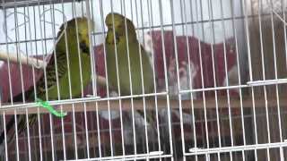 How To Tell When Budgies are Getting Ready to Mate [upl. by Chris751]