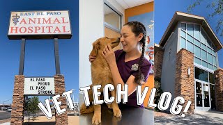 COME TO WORK WITH ME  Day In The Life of a Vet Tech  Vet Tech Vlog [upl. by Jarl188]