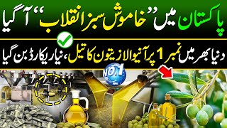 Big Olive oil Extraction in Pakistan   Olive oil Farming  Made In Pakistan [upl. by Tirreg]