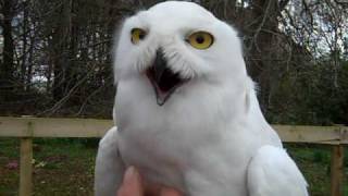 Harry Potter owls Hedwig and Errol in Aberdeenshire [upl. by Adikram]