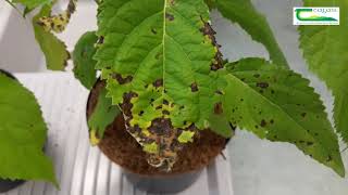 Bacterial leaf spot of Hydrangea [upl. by Naenej]