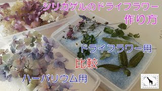 【シリカゲル】ハーバリウム用ドライフラワー用 比較＆作り方 [upl. by Elery]